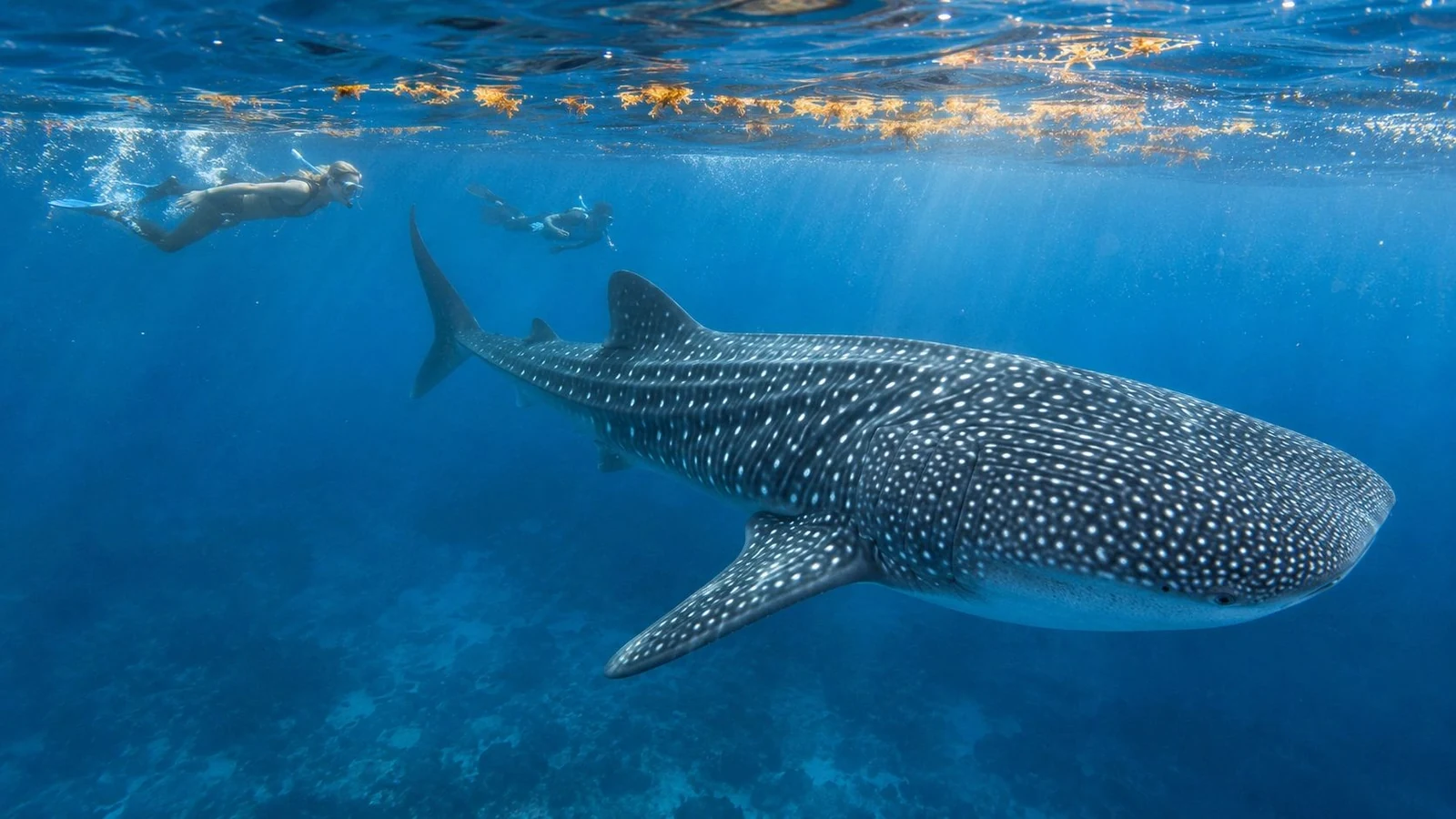 Imagen generada con IA de un tiburón ballena bajo la superficie del mar, con sargazo flotante y dos nadadores al fondo.